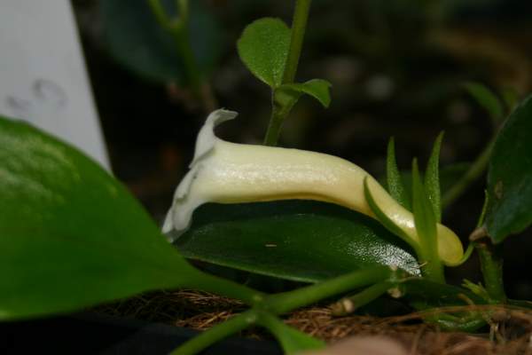 http://www.cloudjungle.com/cloudjungle/Gesneriaceae/Codonanthe/Codonanthe%20elegans%20flower.jpg