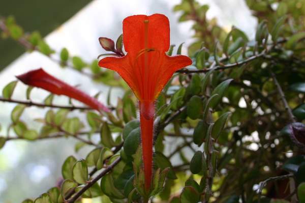 Columnea+cascading+beauty+flower+jpg