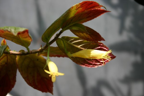 http://www.cloudjungle.com/cloudjungle/Gesneriaceae/Columnea/Columnea%20ciriflora%20flowers.jpg