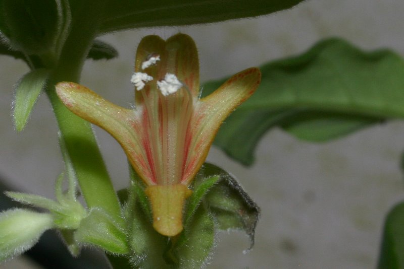 http://www.cloudjungle.com/cloudjungle/Gesneriaceae/Columnea/Columnea%20harrisii%20flower.jpg