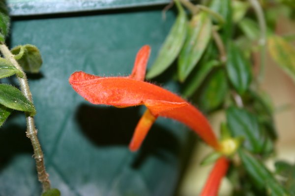 http://www.cloudjungle.com/cloudjungle/Gesneriaceae/Columnea/Columnea%20orange%20sherbert%20flower1.jpg