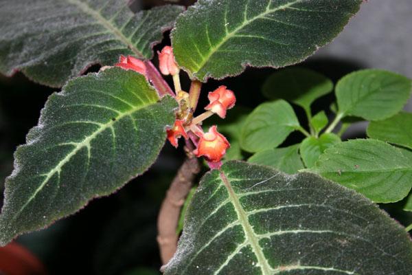 http://www.cloudjungle.com/cloudjungle/Gesneriaceae/Corytoplectus/Corytoplectus_cutucuensis.jpg