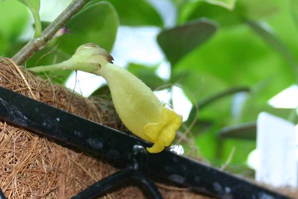 http://www.cloudjungle.com/cloudjungle/Gesneriaceae/Nematanthus/Nematanthus%20lemon%20lime%20flower1.jpg