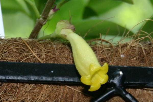 http://www.cloudjungle.com/cloudjungle/Gesneriaceae/Nematanthus/Nematanthus%20lemon%20lime%20flower3.jpg