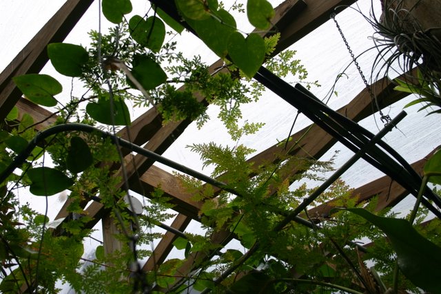 http://www.cloudjungle.com/cloudjungle/Greenhouse/IMG_4281.JPG