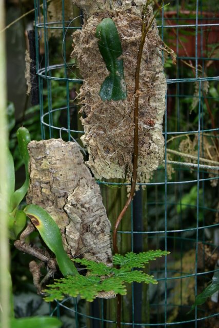 http://www.cloudjungle.com/cloudjungle/Greenhouse/IMG_4282.JPG
