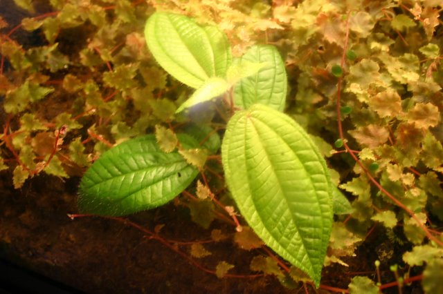 http://www.cloudjungle.com/cloudjungle/Melastomataceae/Bertolonia/Bertolonia%20Itatiaia.jpg