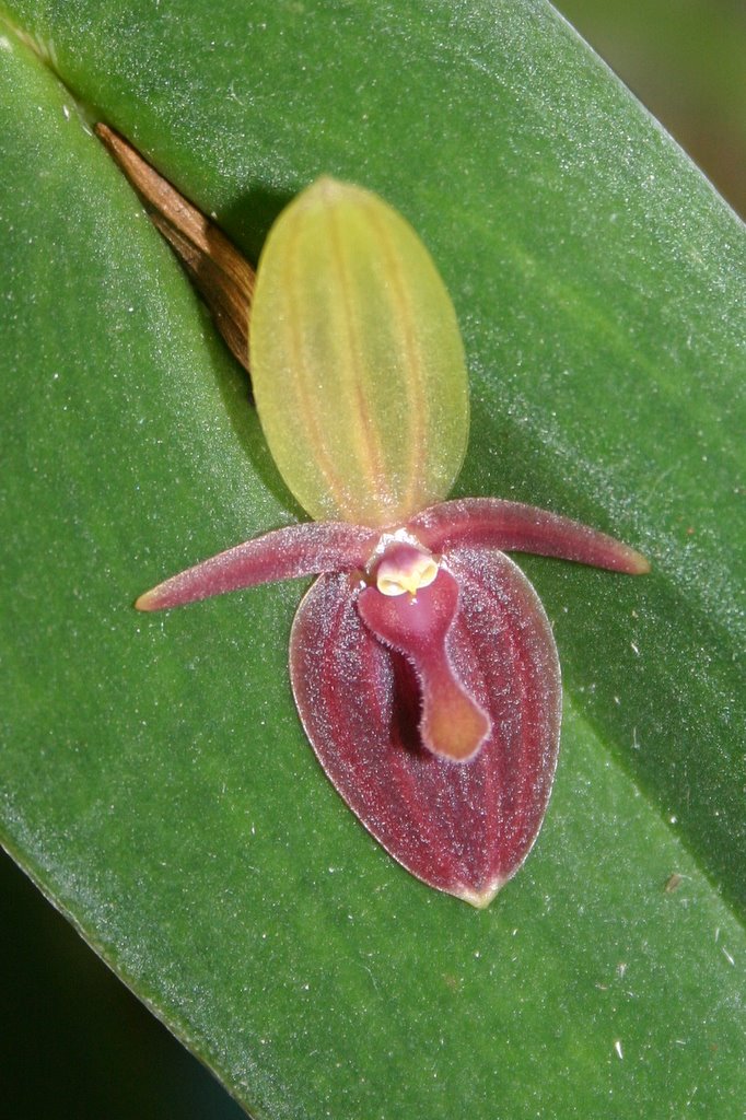 http://www.cloudjungle.com/cloudjungle/Orchidaceae/Acronia/Aconia%20ascera%20flower%20full.jpg