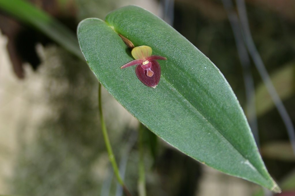 http://www.cloudjungle.com/cloudjungle/Orchidaceae/Acronia/Acronia%20ascera%20flower.jpg