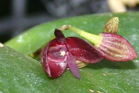 http://www.cloudjungle.com/cloudjungle/Orchidaceae/Acronia/Acronia%20cardiothallis%20flower.jpg