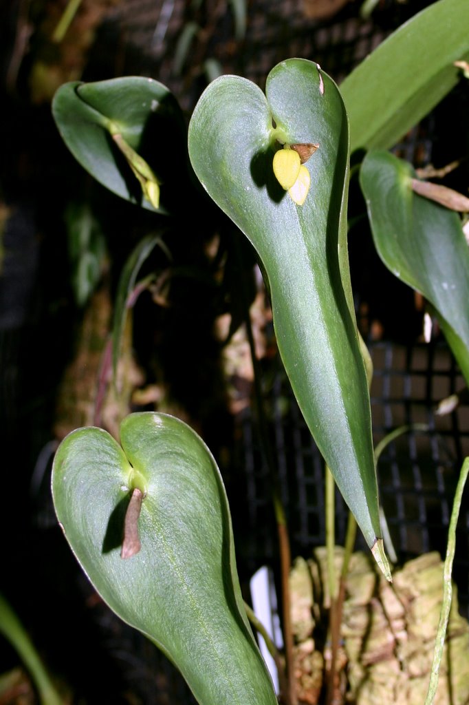 http://www.cloudjungle.com/cloudjungle/Orchidaceae/Acronia/Acronia%20radula.jpg