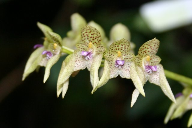 http://www.cloudjungle.com/cloudjungle/Orchidaceae/Bulbophyllum/Bulbophyllum%20umbellatum.jpg