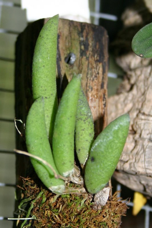 http://www.cloudjungle.com/cloudjungle/Orchidaceae/Dendrobium/Dendrobium%20rigidum.jpg