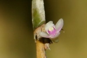 http://www.cloudjungle.com/cloudjungle/Orchidaceae/Dendrobium/Dendrobium%20sp%20flower.jpg