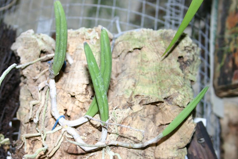http://www.cloudjungle.com/cloudjungle/Orchidaceae/Dendrobium/Dendrobium%20wassellii.jpg