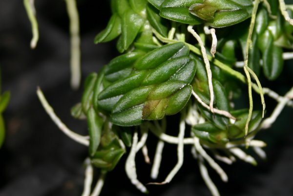http://www.cloudjungle.com/cloudjungle/Orchidaceae/Epidendrum/Epidendrum%20longirepens.jpg