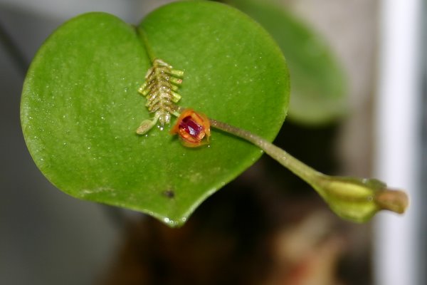 http://www.cloudjungle.com/cloudjungle/Orchidaceae/Lepanthes/Lepanthes%20rutrum.jpg