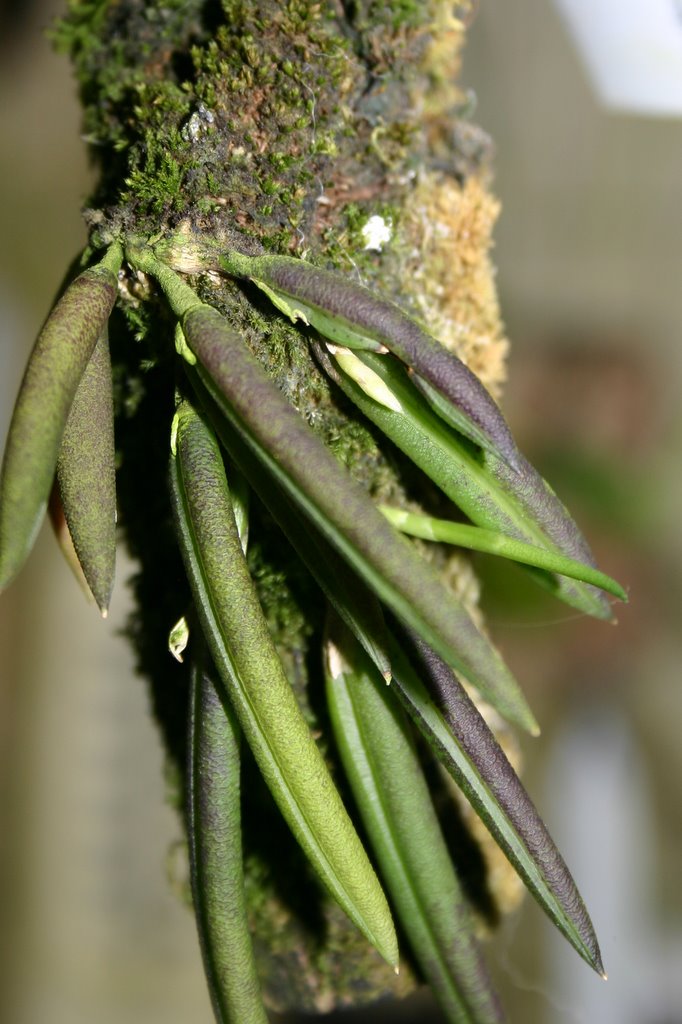 http://www.cloudjungle.com/cloudjungle/Orchidaceae/Leptotes/Leptotes%20unicolor%20spike.jpg