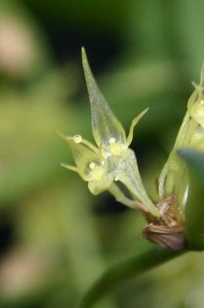http://www.cloudjungle.com/cloudjungle/Orchidaceae/Pleurothallis/Pleurothallis%20ruscifolia%20flower2.jpg