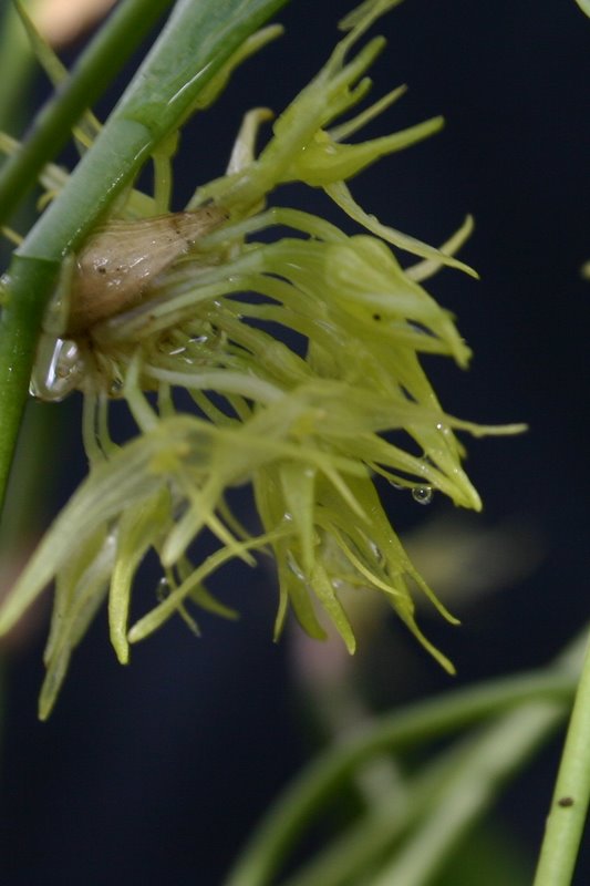 http://www.cloudjungle.com/cloudjungle/Orchidaceae/Pleurothallis/Pleurothallis%20ruscifolia%20flowers.jpg