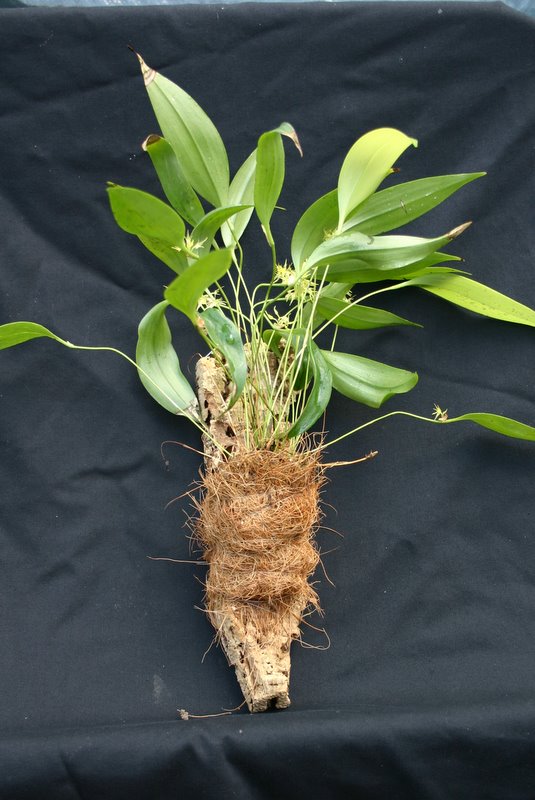 http://www.cloudjungle.com/cloudjungle/Orchidaceae/Pleurothallis/Pleurothallis%20ruscifolia.jpg