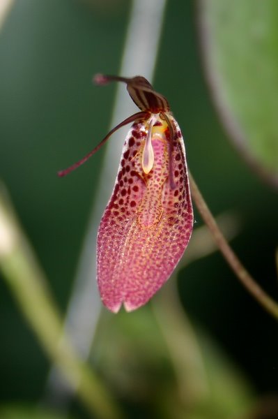 http://www.cloudjungle.com/cloudjungle/Orchidaceae/Pleurothallis/Restrepia%20ephippium%20flower.jpg