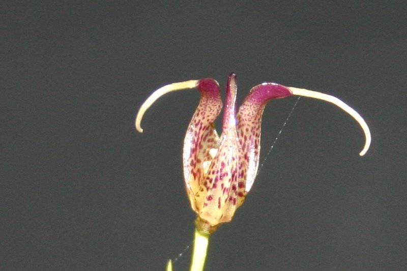 http://www.cloudjungle.com/cloudjungle/Orchidaceae/Scaphosepalum/Scaphosepalum%20species%20noid%20flower%20bottom.jpg