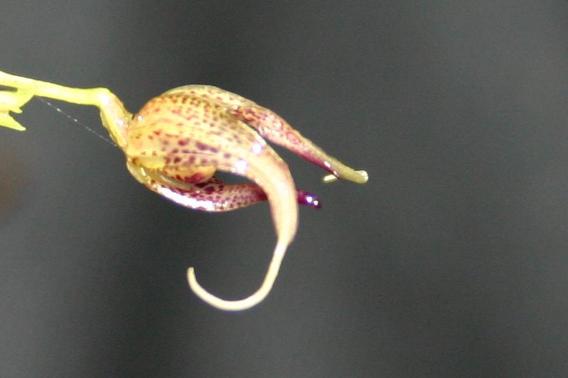 http://www.cloudjungle.com/cloudjungle/Orchidaceae/Scaphosepalum/Scaphosepalum%20species%20noid%20flower%20top.jpg