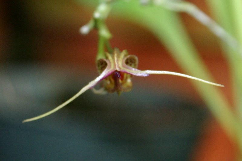 http://www.cloudjungle.com/cloudjungle/Orchidaceae/Scaphosepalum/Scaphosepalum%20species%20noid%20front1.jpg