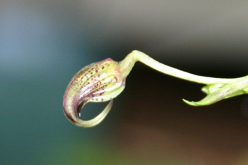 http://www.cloudjungle.com/cloudjungle/Orchidaceae/Scaphosepalum/Scaphosepalum%20species%20noid%20side.jpg