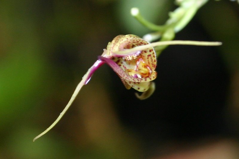 http://www.cloudjungle.com/cloudjungle/Orchidaceae/Scaphosepalum/Scaphosepalum%20species%20noid%20side1.jpg
