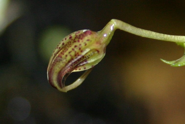 http://www.cloudjungle.com/cloudjungle/Orchidaceae/Scaphosepalum/Scaphosepalum%20species%20noid%20top.jpg