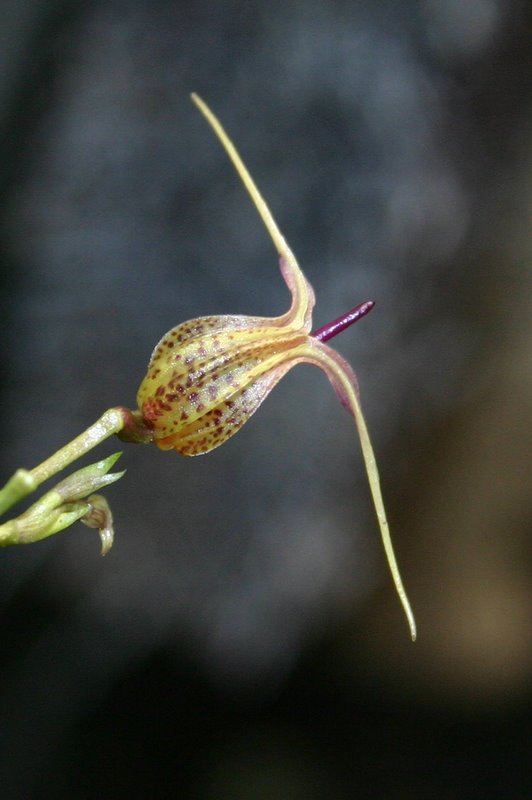 http://www.cloudjungle.com/cloudjungle/Orchidaceae/Scaphosepalum/Scaphosepalum%20species%20noid%20top1.jpg