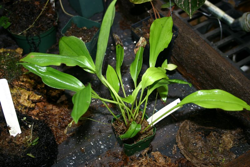 http://www.cloudjungle.com/cloudjungle/Orchidaceae/Scaphosepalum/Scaphosepalum%20species%20noid.jpg