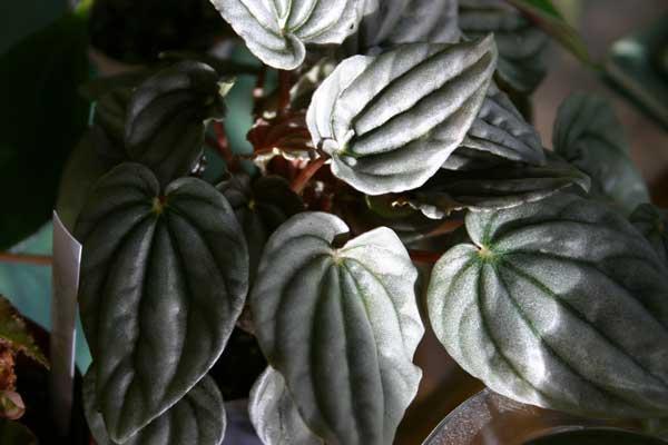 http://www.cloudjungle.com/cloudjungle/Piperaceae/Peperomia/Peperomia_NOID.jpg