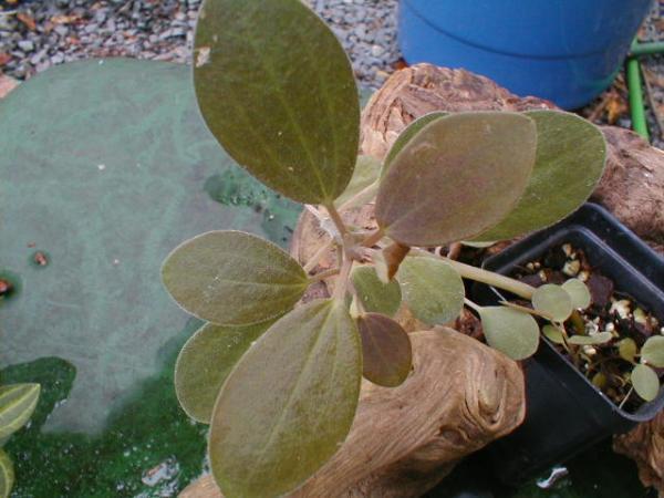 Davidson Greenhouse & Nursery