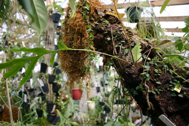 http://www.cloudjungle.com/cloudjungle/Polypodiaceae/Drynaria/Drynaria%20bonii.jpg