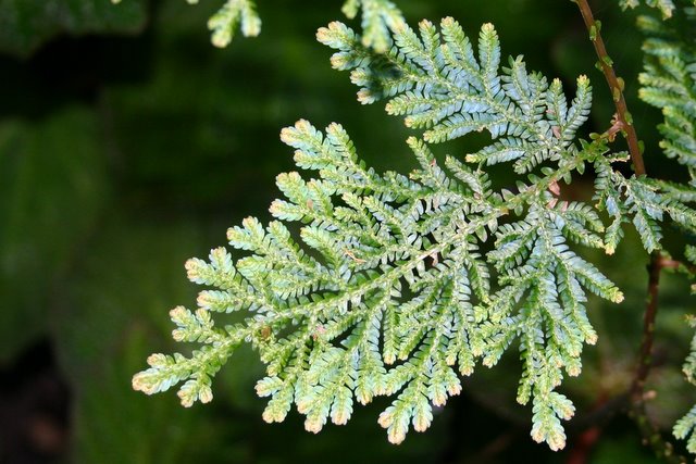 http://www.cloudjungle.com/cloudjungle/Selaginellaceae/Selaginella/Selaginella%20willdenovii.jpg