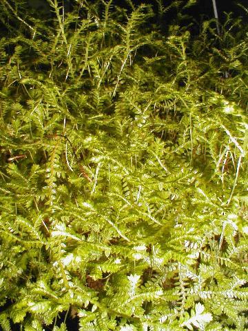 http://www.cloudjungle.com/cloudjungle/Selaginellaceae/Selaginella/Selaginella_kraussiana.jpg