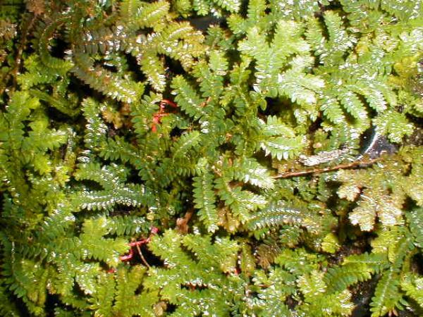 http://www.cloudjungle.com/cloudjungle/Selaginellaceae/Selaginella/Selaginella_uncinata.jpg