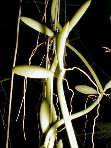 aka D.Albidia ' 'propeller plant' Dischidia lanceolata  Decaisne 1844 pic#2-4 