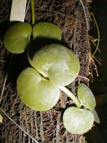 http://www.cloudjungle.com/cloudjungle/images/Dischidia_platyphylla.jpg