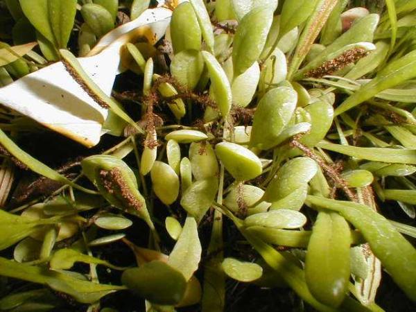 http://www.cloudjungle.com/cloudjungle/images/lemmaphyllum_macrophyllum.jpg